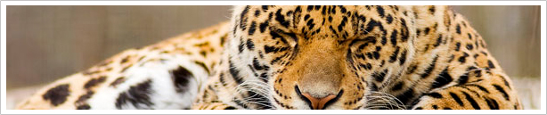 Digital signage in zoos